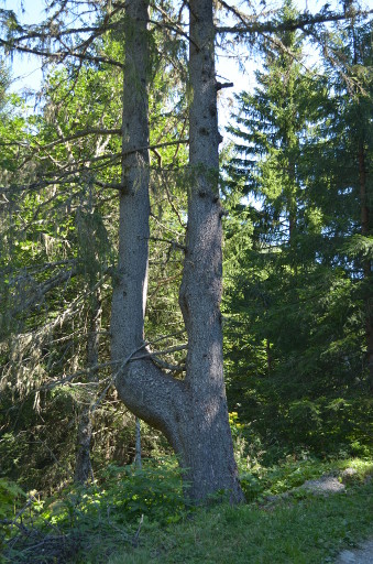 branching tree